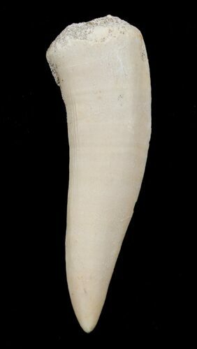 Enchodus Tooth - Extinct Bony Fish #3410